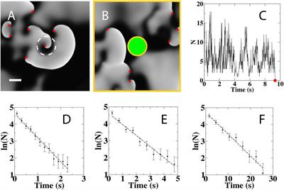 Stochastic Termination of Spiral Wave Dynamics in Cardiac Tissue